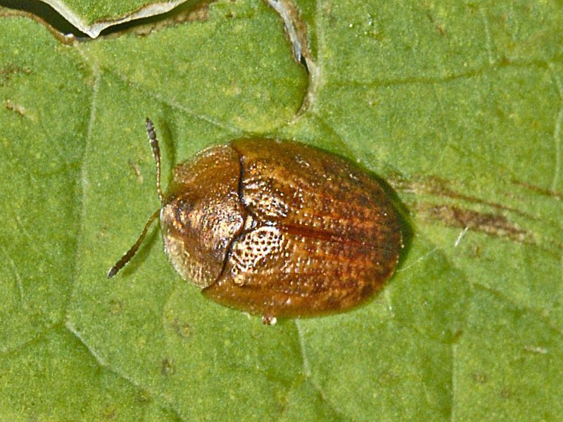 Coleottero piatto: Hypocassida sp., Chrysomelidae